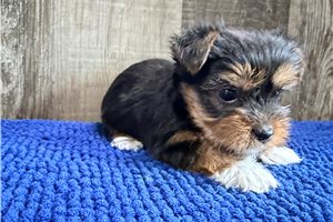 Tony - puppy for sale