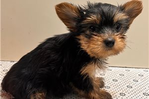 Ila - puppy for sale