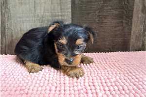 Nancy - Yorkshire Terrier - Yorkie for sale