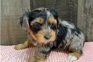 Tonya - Yorkshire Terrier - Yorkie for sale