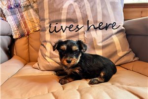 Ian - Yorkshire Terrier - Yorkie for sale