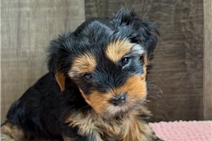 Tina - Yorkshire Terrier - Yorkie for sale