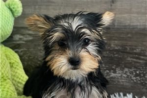 Rambo - Yorkshire Terrier - Yorkie for sale