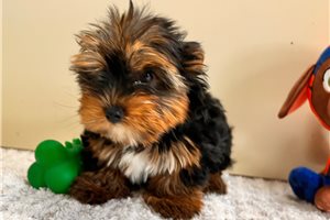 Toby - Yorkshire Terrier - Yorkie for sale