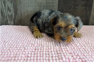 Nala - puppy for sale
