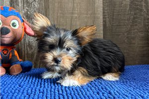 Tony - Yorkshire Terrier - Yorkie for sale