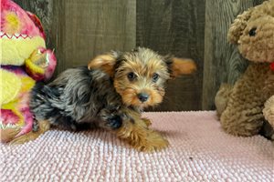 Nala - Yorkshire Terrier - Yorkie for sale