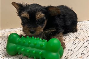 Ian - Yorkshire Terrier - Yorkie for sale