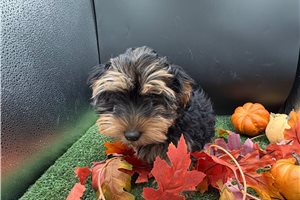 Tina - Yorkie for sale