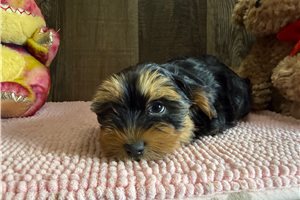 Tina - Yorkshire Terrier - Yorkie for sale