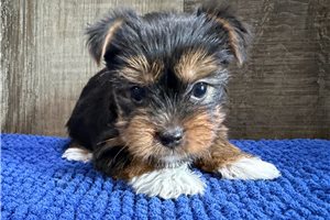 Tony - Yorkshire Terrier - Yorkie for sale