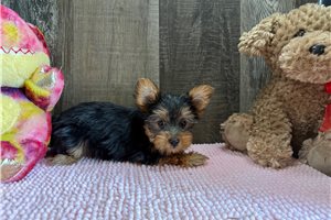 Nancy - Yorkshire Terrier - Yorkie for sale