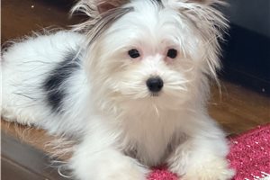 Trey - Yorkshire Terrier - Yorkie for sale