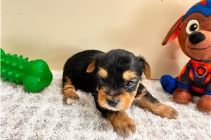 Tucker - Yorkshire Terrier - Yorkie for sale