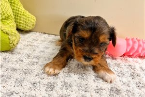 Taffy - Yorkshire Terrier - Yorkie for sale