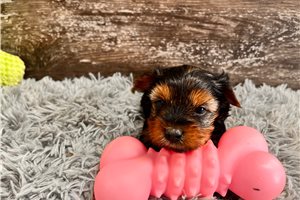 Tiffany - Yorkshire Terrier - Yorkie for sale