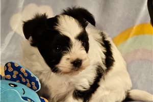 Sian - Mixed/Other for sale