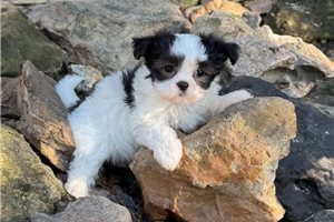 Sloane - Mixed/Other for sale