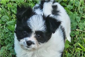 Sian - Mixed/Other for sale