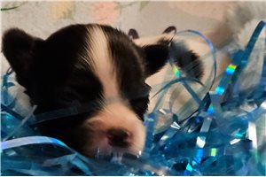 Kason - puppy for sale