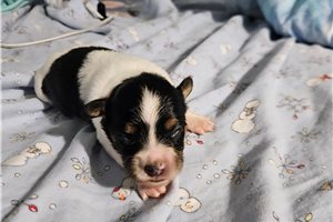 Joshua - Papillon for sale