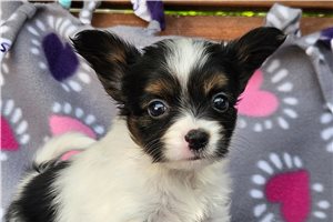 Naomi - Papillon for sale