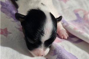 Naomi - Papillon for sale
