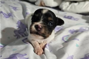 Jude - Papillon for sale