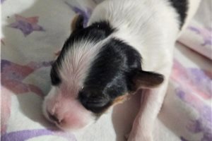 Nevaeh - Papillon for sale