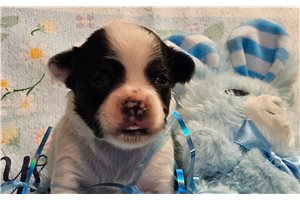 Kurtis - puppy for sale