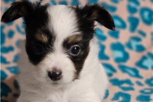 Natalie - Papillon for sale