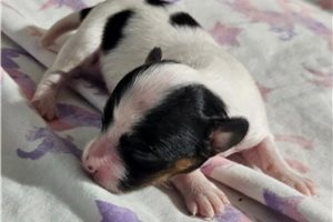 Natalie - Papillon for sale