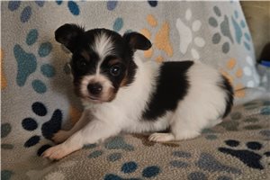 Joshua - Papillon for sale