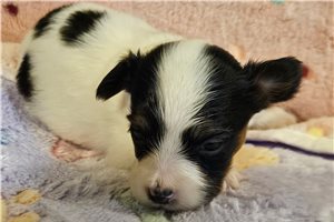 Natalie - Papillon for sale