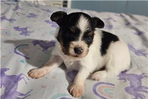 Joshua - Papillon for sale