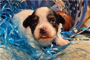 Konya - Papillon for sale