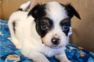 Kurtis - Papillon for sale