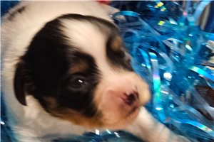 Kudoba - puppy for sale