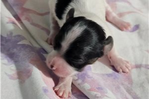 Nova - Papillon for sale