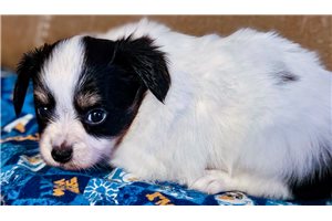 Konya - Papillon for sale