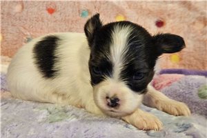 Naomi - Papillon for sale