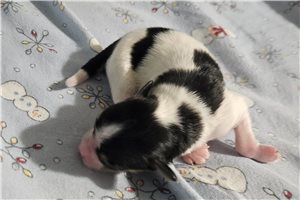 Marrone - Papillon for sale
