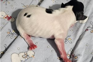 Jude - Papillon for sale