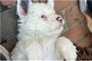 King - puppy for sale