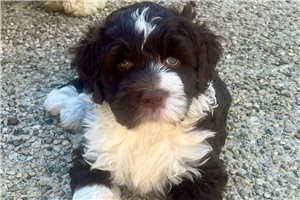 Ernie - puppy for sale