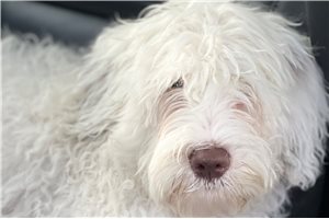 Edna - Portuguese Water Dog for sale