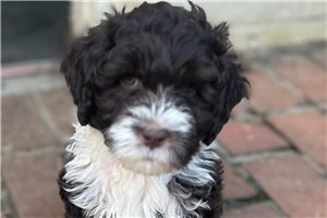 Emmett - puppy for sale