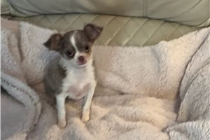 Buttercup - Chihuahua for sale