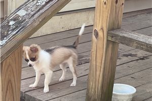 Cricket - Chihuahua for sale