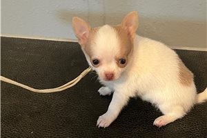 Amber - Chihuahua for sale